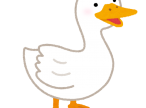 bird_duck_ahiru