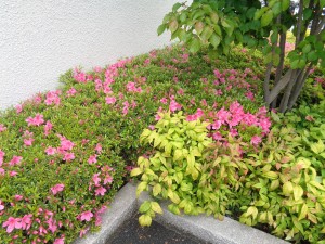 DSC07317