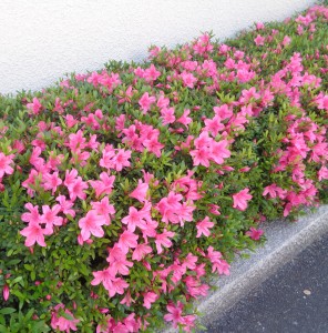 DSC07603