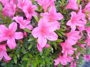 DSC07604