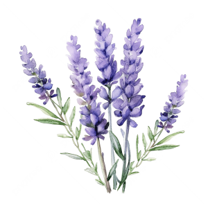 pngtree-watercolor-lavender-flower-png-image_13371608
