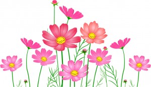 cosmos003